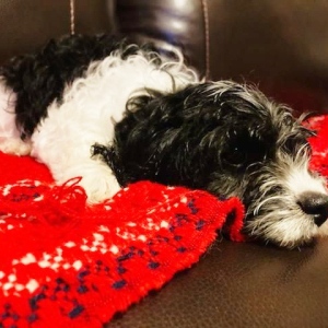 Cavapoo Puppy Dice