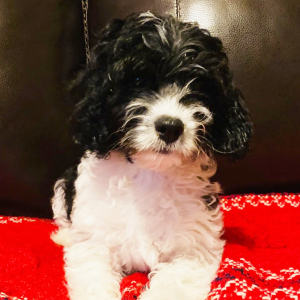 Cavapoo Puppy Dice