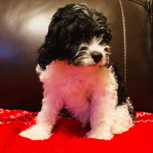 Cavapoo Puppy Dice