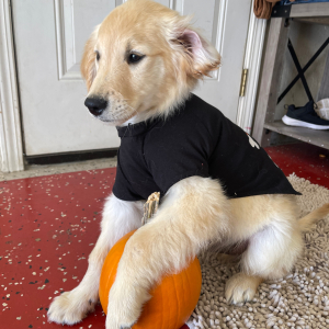 Golden Retriever Puppy Chip