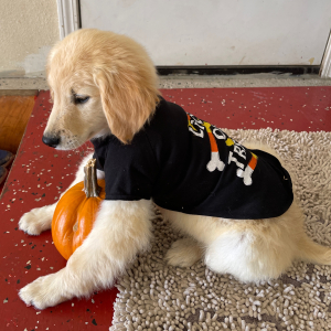 Golden Retriever Puppy Chip
