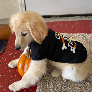 Golden Retriever Puppy Chip