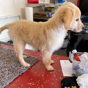 Golden Retriever Puppy Chip