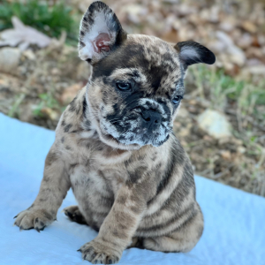 French Bulldog Puppy Jelly Bean