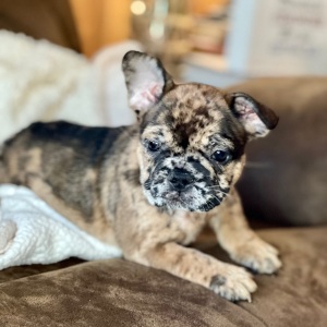 French Bulldog Puppy Jelly Bean