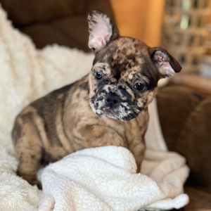 French Bulldog Puppy Jelly Bean