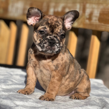 French Bulldog Puppy Jelly Bean