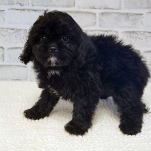 Cavapoo Puppy Bitsy