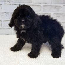 Cavapoo Puppy Bitsy