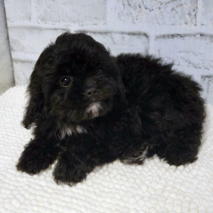 Cavapoo Puppy Bitsy