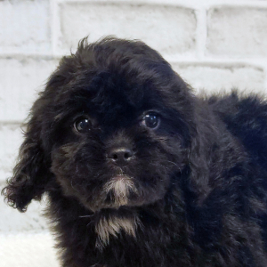 Cavapoo Puppy Bitsy