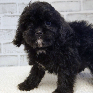 Cavapoo Puppy Bitsy