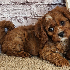 Cavapoo Puppy Sauyer