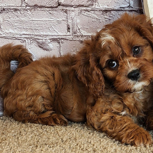Cavapoo Puppy Sauyer