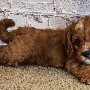 Cavapoo Puppy Sauyer