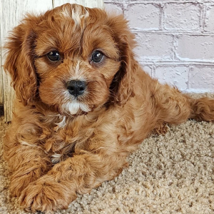 Cavapoo Puppy Sauyer