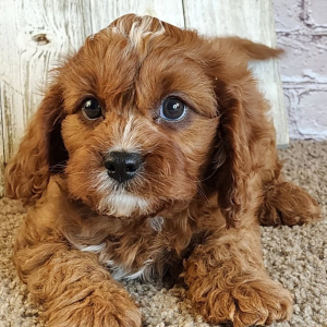 Cavapoo Puppy Sauyer