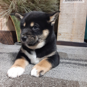 Shiba Inu Puppy Asher