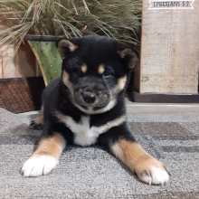 Shiba Inu Puppy Asher