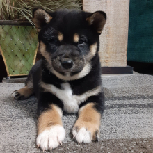 Shiba Inu Puppy Asher
