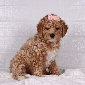 Poodle Puppy Snow White