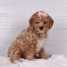 Poodle Puppy Snow White