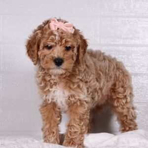 Poodle Puppy Snow White