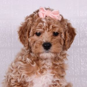 Poodle Puppy Snow White