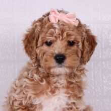 Poodle Puppy Snow White