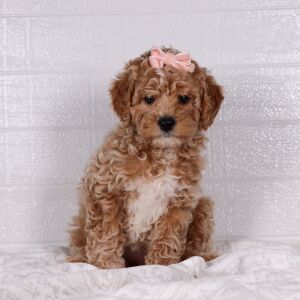 Poodle Puppy Snow White