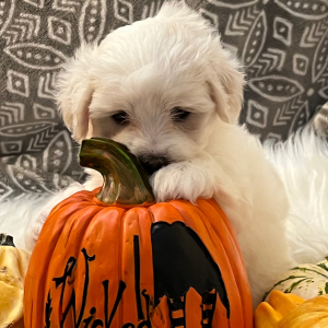 Coton de Tulear Puppy Maddie