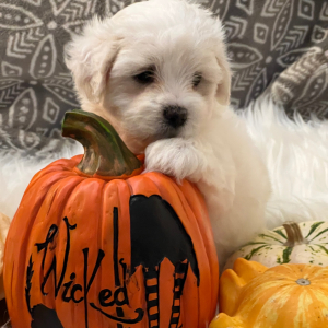 Coton de Tulear Puppy Maddie