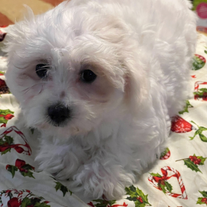 Coton de Tulear Puppy Maddie