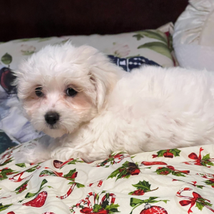 Coton de Tulear Puppy Maddie