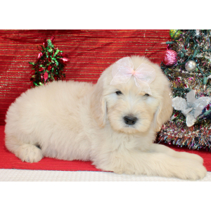 Goldendoodle Puppy Rozzie