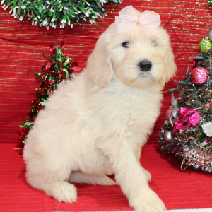 Goldendoodle Puppy Rozzie