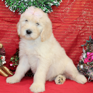 Goldendoodle Puppy Rozzie