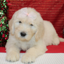 Goldendoodle Puppy Rozzie