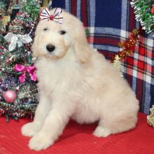 Goldendoodle Puppy Rozzie