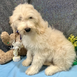 Goldendoodle Puppy Rozzie