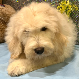 Goldendoodle Puppy Rozzie