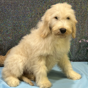 Goldendoodle Puppy Rozzie
