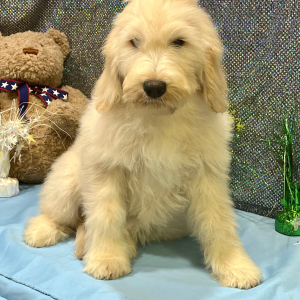 Goldendoodle Puppy Rozzie