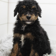 Poodle Puppy Milo