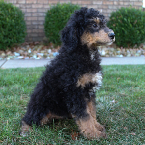 Poodle Puppy Milo