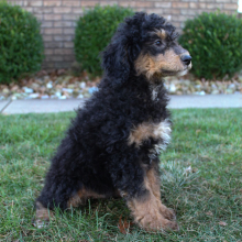 Poodle Puppy Milo