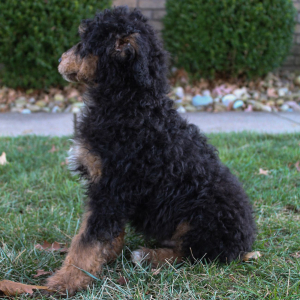 Poodle Puppy Milo