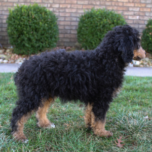 Poodle Puppy Milo