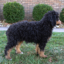 Poodle Puppy Milo