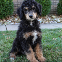 Poodle Puppy Milo